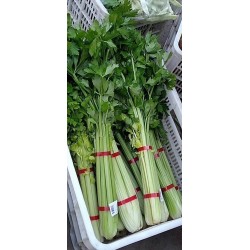 蔬菜捆扎機(jī),，小型扎把機(jī)，蒜苔捆扎,，蒜苔束帶，昆勁小型捆扎機(jī)