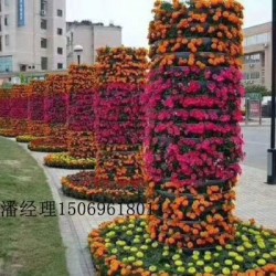 花卉大棚批發(fā),銷售花卉苗木,宿根花卉貨源